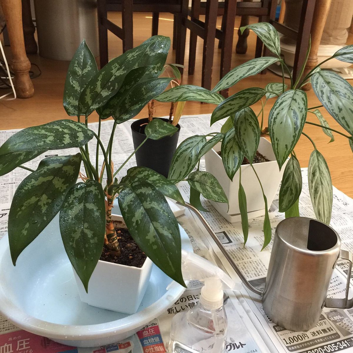 Beansdesign アグラオネマに水やり 映画レオンの影響で 選んだ観葉植物 レオンが大事に葉っぱ一枚ずつ拭いてあげてたの真似してたら 綺麗になってくれた 水やり アグラオネマ レオン