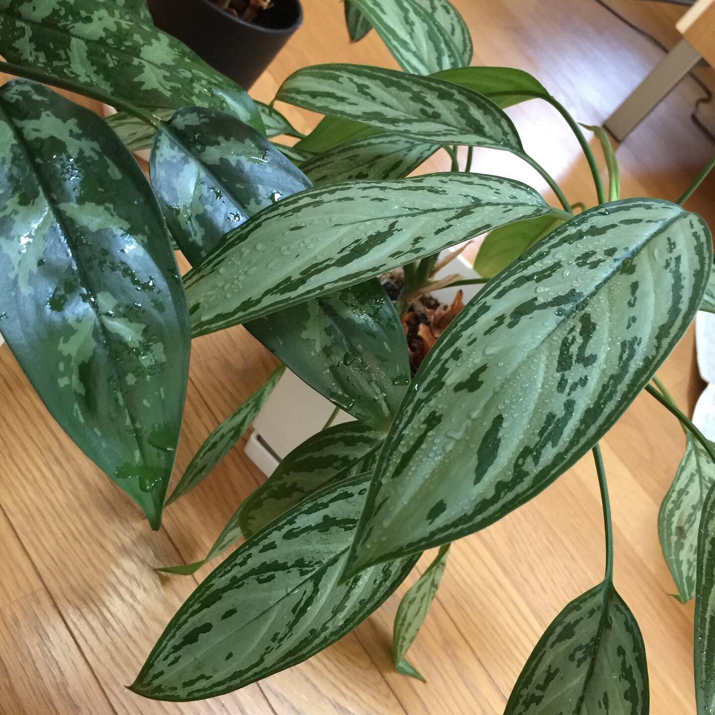 Beansdesign アグラオネマに水やり 映画レオンの影響で 選んだ観葉植物 レオンが大事に葉っぱ一枚ずつ拭いてあげてたの真似してたら 綺麗になってくれた 水やり アグラオネマ レオン T Co 60ad9mhmlt Twitter