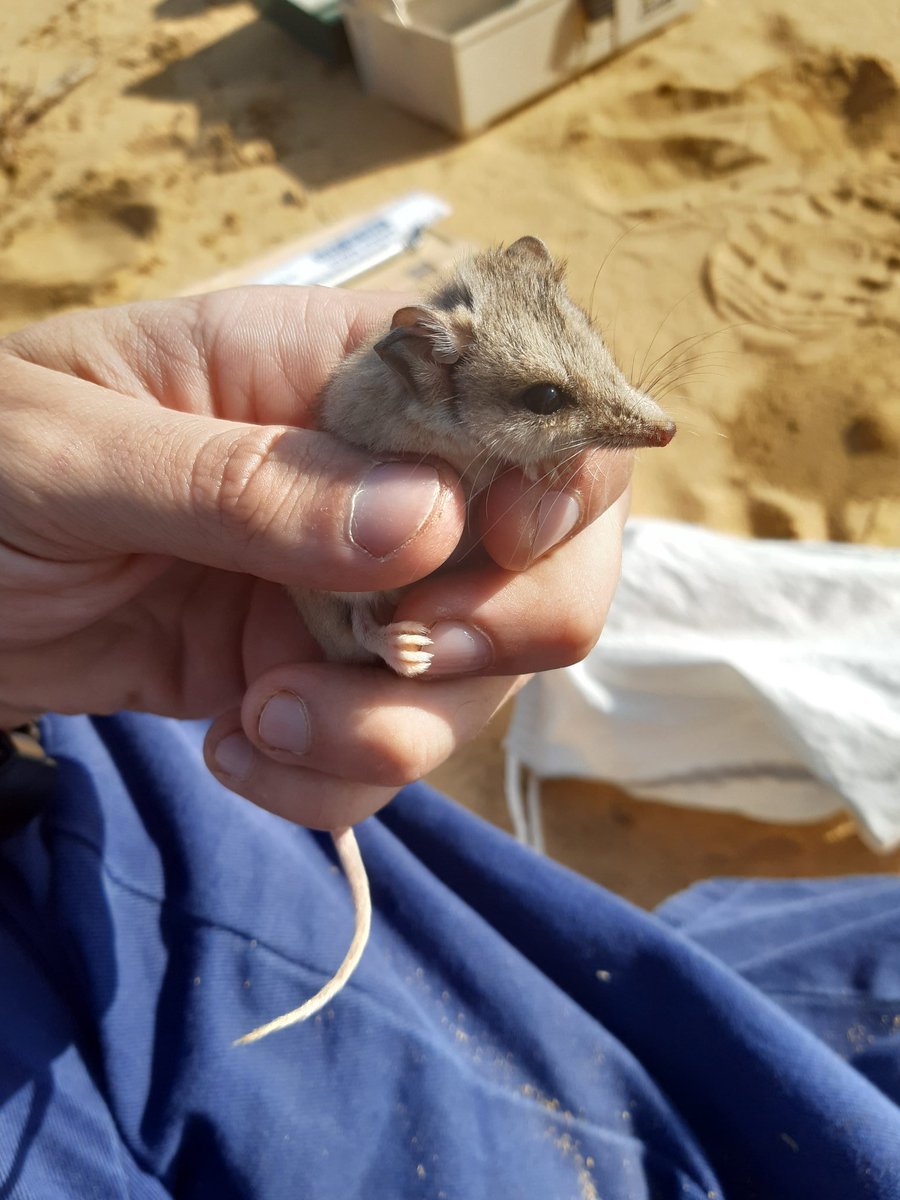 A wonderful start to a weeks pit trapping on @BushHeritageWA's #Eurardy Reserve, hopefully many more captures to come #Wildoz #ReptilesRock @BushHeritageAus