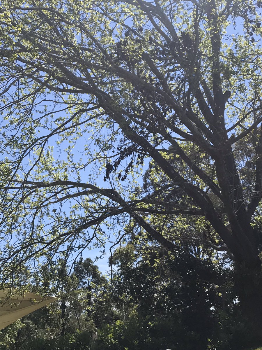 Huge dead tree limb at Carcoola playground St Ives <a href="/krgcouncil/">Ku-ring-gai Council</a>