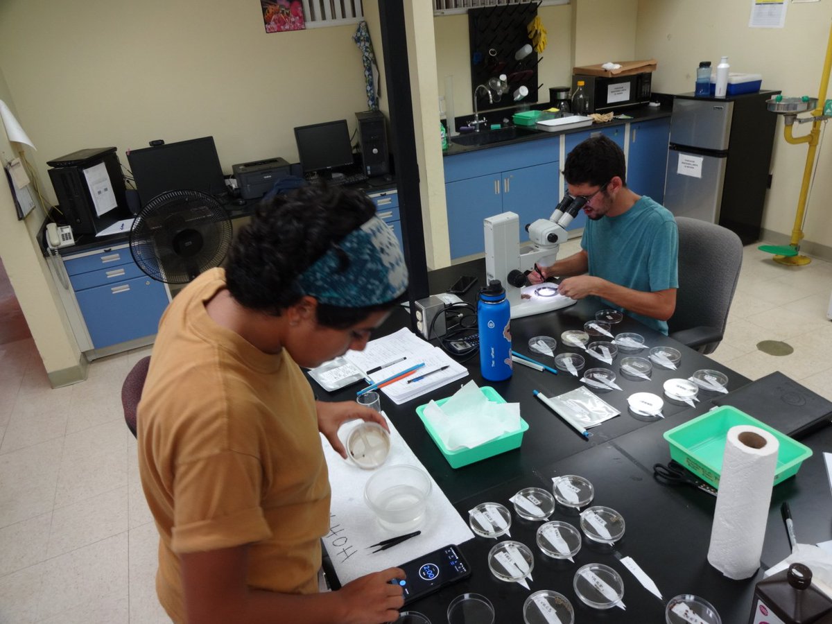 DocMartinKew's tweet photo. We've agreed our experimental design, sorted seed and got them soaking and prepared our trays with different media to start our #Boraginales Varronia rupicola & V. bellonis germination trials for developing ex-situ collections #KewPR @KewUKOTs @KewScience https://t.co/NxlLzVYyCZ