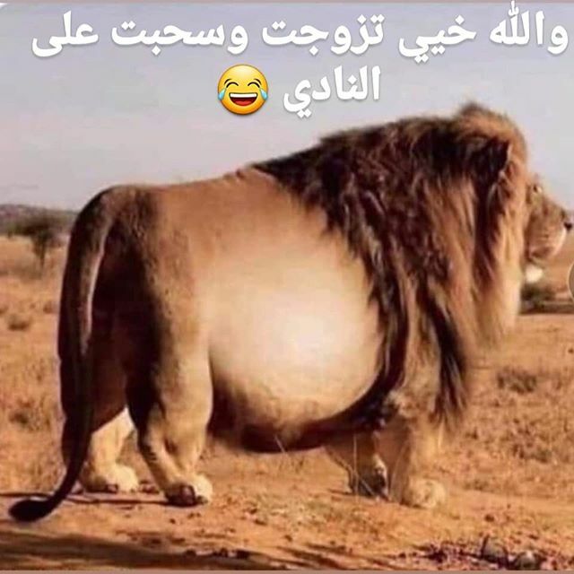 marvelbody_'s tweet photo. .
شنو الحل معاه هذا 😂
.
.
#funny#fitness#fitnessmotivation#bodybuildingmotivation#training#tshirtdesign#crossfitter#crossfitgirl#squats#power#bag#accessories#club#run#diving#ifbbpro#ifbb#sport#boys#man#women#womenempowerment#workout#clothes#blender#k… https://t.co/jfcNUxNGGo https://t.co/i6kryhhF9t
