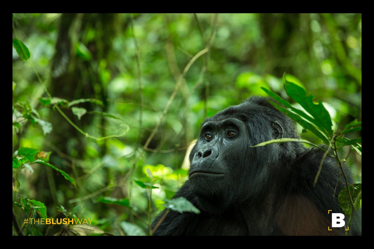 blushmediaug's tweet photo. Sometimes life gets you thinking.🤔
 #TheBLUSHWay #Bwindi #PearlofAfrica #naturephotography #wildlifephotography #golliraphotography #wildlife https://t.co/tKzCTtgTIc