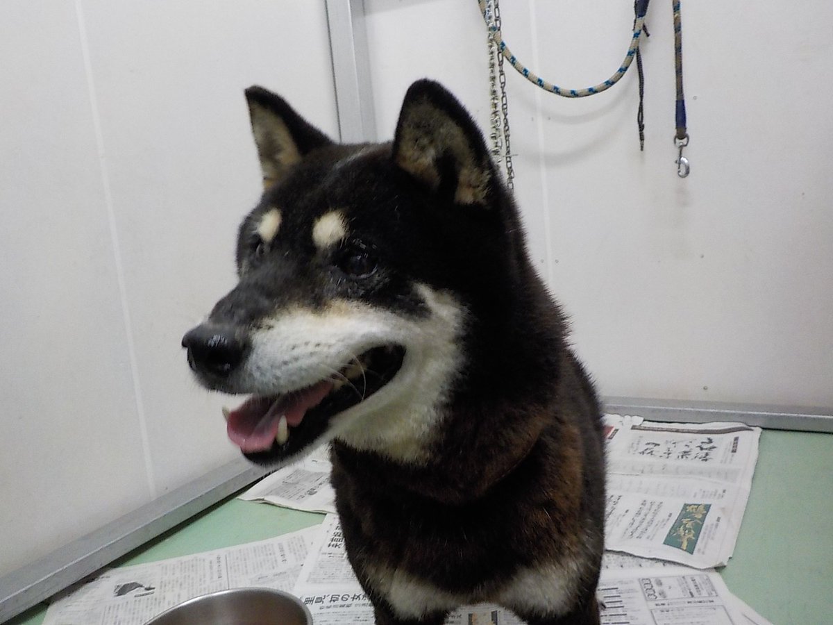 ট ইট র Japanesemichael Jackson 青森県動物愛護センター 迷子犬 性別 男 年齢推定 若 中齡 犬種 柴犬 体格 中 毛色 黒白 保護月日場所 9 25 南津軽郡藤崎町郷山前 茶色革製首輪 迷子犬 青森県 南津軽郡 藤崎町郷山前 柴犬 ট ইট র Japanesemichael Jackson 青森県動物愛護センター 迷子犬 性別 男 年齢推定 若 中齡 犬種 柴犬 体格 中 毛色 黒白 保護月日場所 9 25 南津軽郡藤崎町郷山前 茶色革製首輪 迷子犬 青森県 南津軽郡 藤崎町郷山前 柴犬