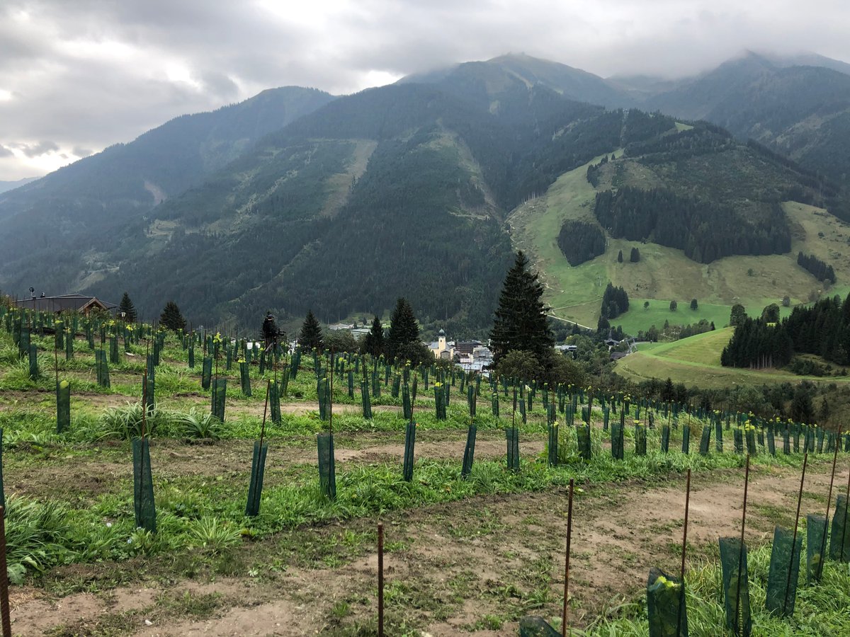 saalbach's tweet photo. #Wein aus Saalbach gibt's ab 2022. Den Weinberg mit 2.500 Rebstöcken gibt's schon jetzt! Story &amp; Interview: https://t.co/zcybqqu9op

#Wine from #Saalbach! First harvest expected for 2022. The vineyard is already set up! Story &amp; interview: https://t.co/unuUJrHQ3d https://t.co/UXsup0YDYW