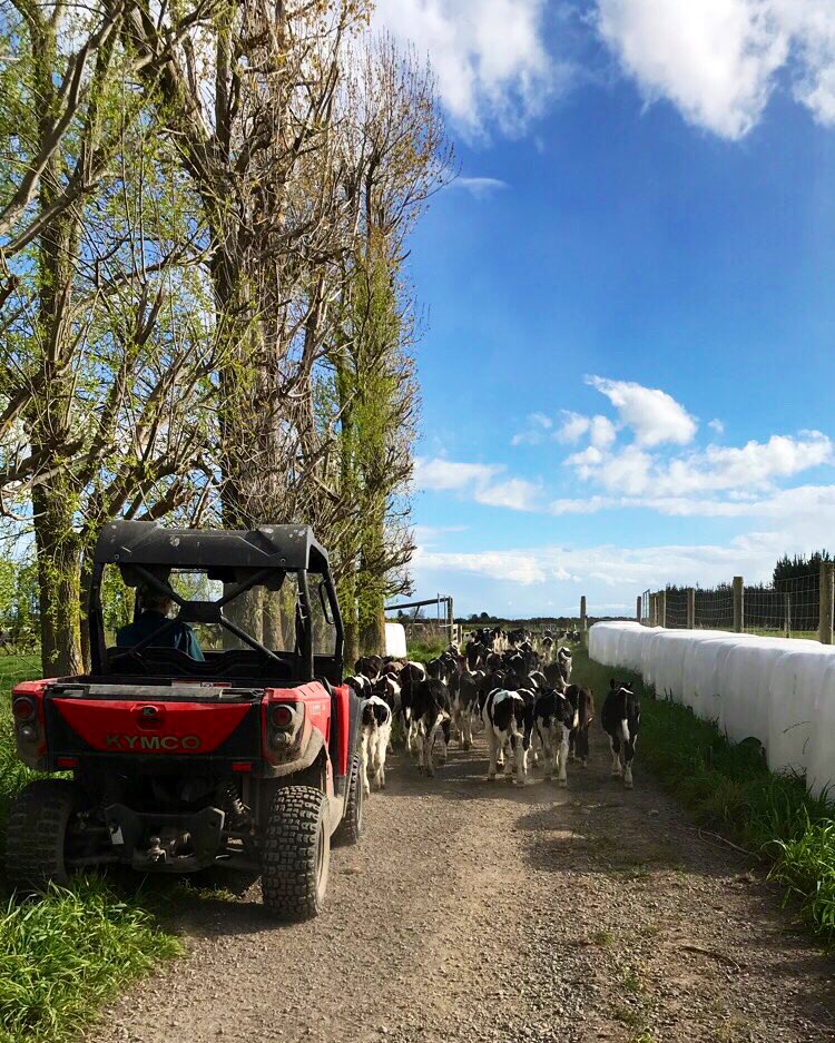 Another beautiful morning feeding calves! Ashburton, NZ 🐮🇳🇿