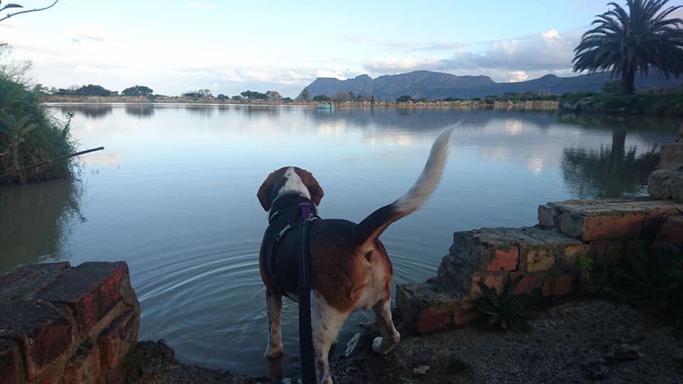 BeagleInMind's tweet photo. Ever wonder why ever beagle has a white tipped tail? Well, it's to make them easier to see in long grass!
Beagles were bred for hunting, and they needed to be seen easily and quickly so the hunters could keep up! 

Photo by Gill Land https://t.co/lZ4DKcOwlu