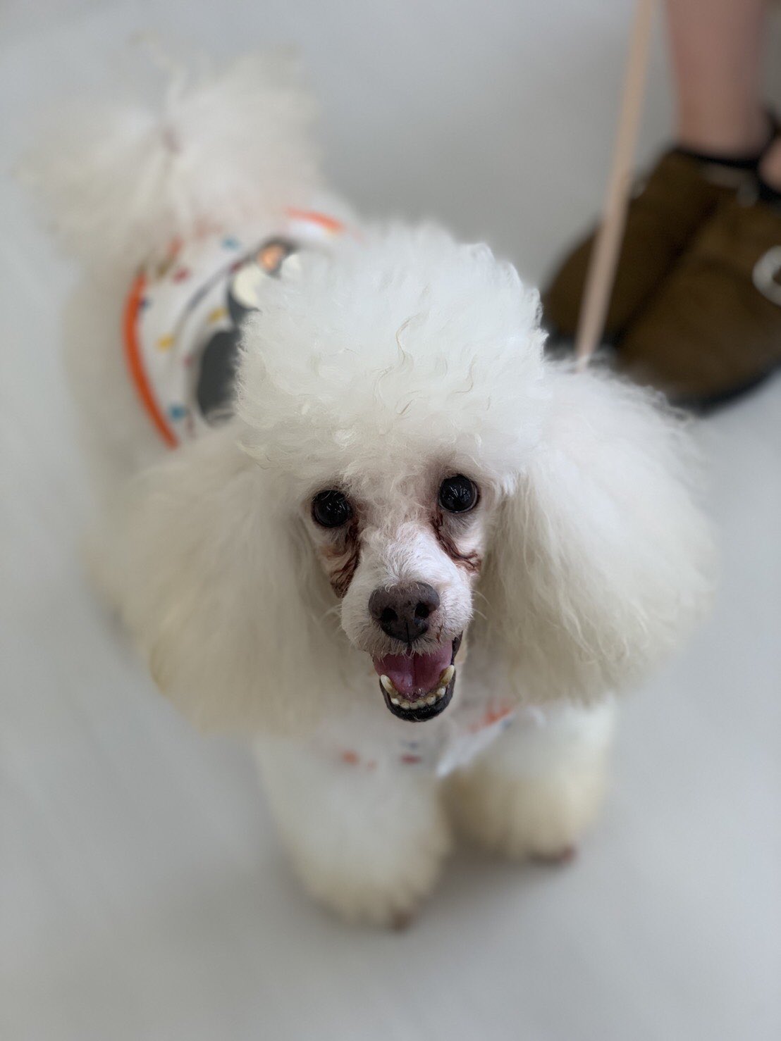専門学校 ちば愛犬動物フラワー学園 今日学校では里親クラブを実施 学校で授業引退を迎えたシニア犬を里親に出すため ツイッターやポスター用に写真撮影しました 里親さん募集中 お問い合わせお待ちしております T Co 0xxdyj5feq