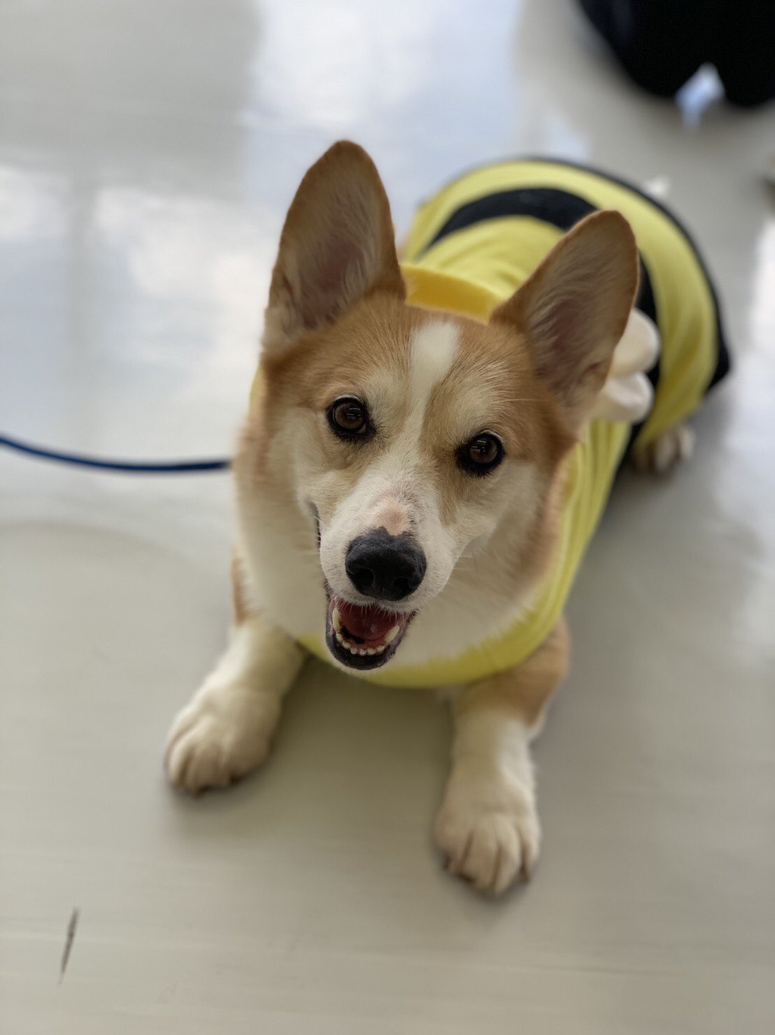 専門学校 ちば愛犬動物フラワー学園 今日学校では里親クラブを実施 学校で授業引退を迎えたシニア犬を里親に出すため ツイッターやポスター用に写真撮影しました 里親さん募集中 お問い合わせお待ちしております T Co 0xxdyj5feq