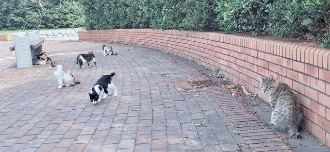 Twitterのコスプレ画像5