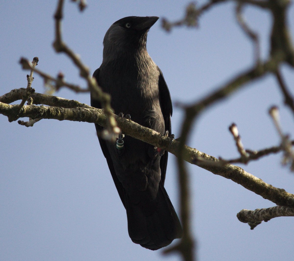 University of Exeter News (@uniofexeternews) on Twitter photo #Jackdaws can learn from each other to identify “dangerous” humans, new #research led by <a href="/VLee37/">Victoria Lee</a> from @UoExeterCEC shows. ex.ac.uk/bJT
Read the full paper <a href="/RSocPublishing/">Royal Society Publishing</a>: royalsocietypublishing.org/doi/10.1098/rs… #Jackdaws can learn from each other to identify “dangerous” humans, new #research led by <a href="/VLee37/">Victoria Lee</a> from @UoExeterCEC shows. ex.ac.uk/bJT
Read the full paper <a href="/RSocPublishing/">Royal Society Publishing</a>: royalsocietypublishing.org/doi/10.1098/rs…