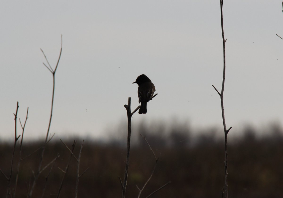 DeltaConservncy's tweet image. The Delta is a bird's paradise!  "From a waterfowl conservation stand point, the Delta agricultural community is critical for supporting wintering populations of ducks and geese." -Aaron Will, @DucksUnlimited, Delta Conservancy Grantee 🐦 #DeltaWeek #TheDeltaIs