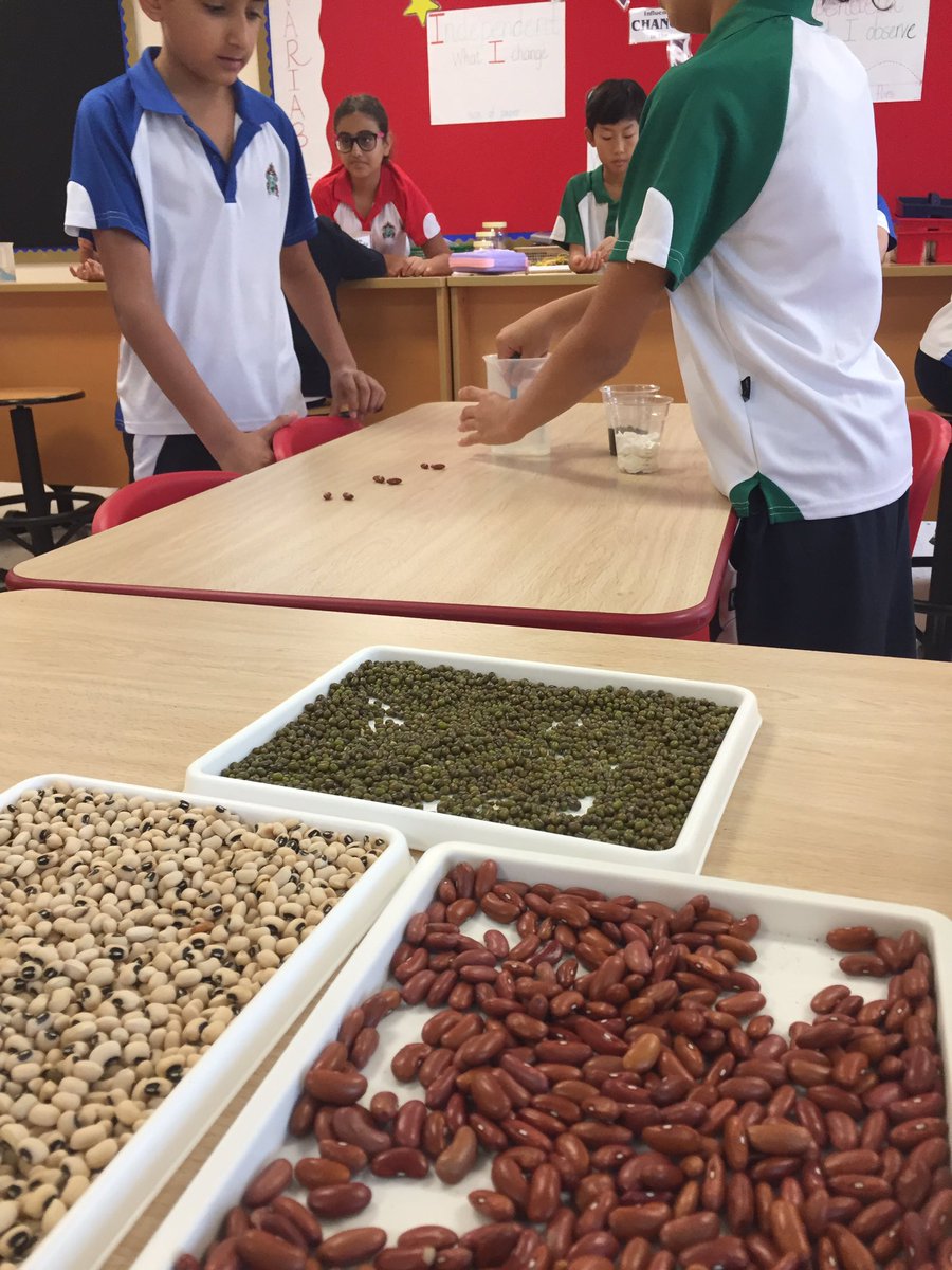 JPS_Year5's tweet photo. JPS YEAR 5  @JPS_Year5 The investigators in 5B setting up there germination experiment. #JPS5B  #JPSSCIENCE. https://t.co/mxDrX8V292