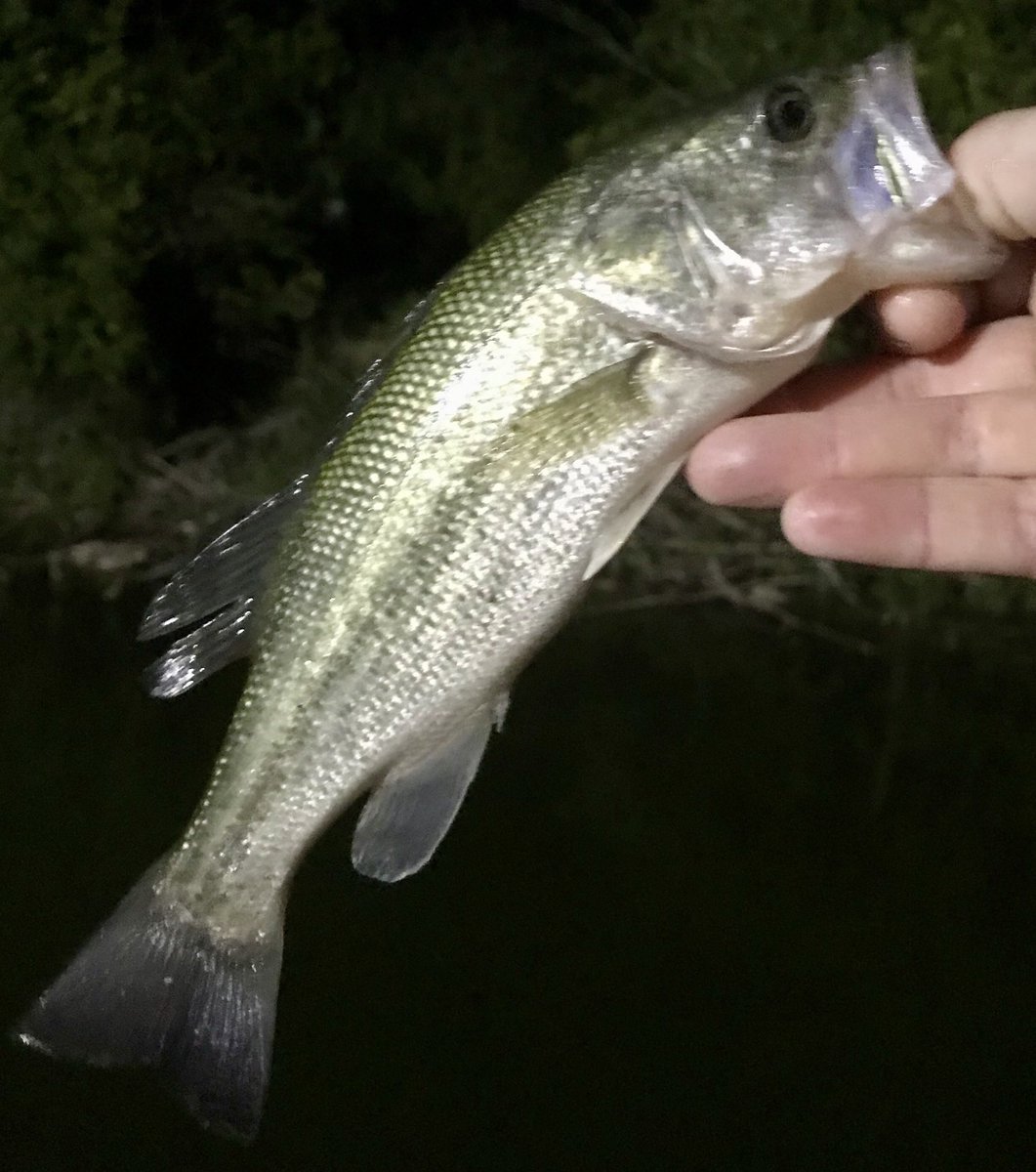 Phil_Traverse's tweet photo. No shut out for me! Yea buddy!#abugarciaforlife #fishinglife #nightfishing https://t.co/T3Ko2LAGv2