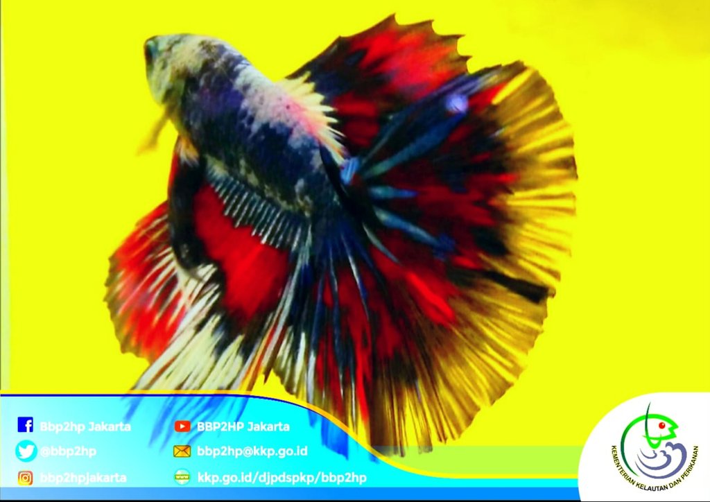 bbp3kp's tweet photo. #sobatbalbes, berikut adalah para pemenang kontes si mungil cantik ikan Betta yang dilaksanakan pada 21-22 September 2019 lalu di Satker @bbp2hp Cibinong Bogor. Kontes ini diikuti 378 peserta dari chapter Bali, Kaltim, Kepri, Kalbar, Sumsel, Sulawesi, &amp; Jakarta (25/9). https://t.co/CKzebjOj9j