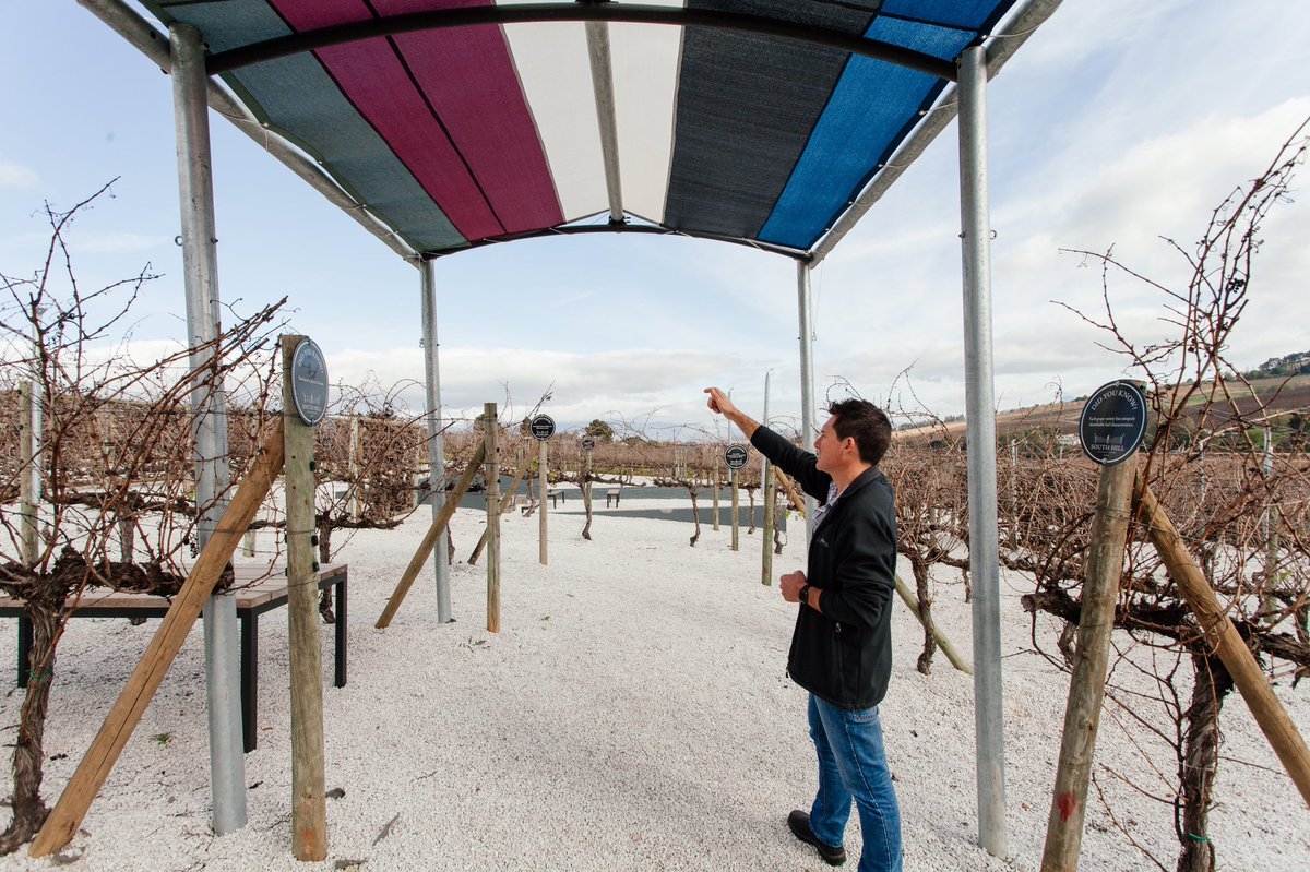 VisitSAWinelands tweet media