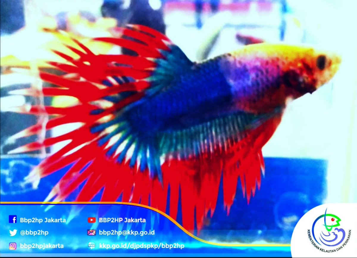 bbp3kp's tweet photo. #sobatbalbes, berikut adalah para pemenang kontes si mungil cantik ikan Betta yang dilaksanakan pada 21-22 September 2019 lalu di Satker @bbp2hp Cibinong Bogor. Kontes ini diikuti 378 peserta dari chapter Bali, Kaltim, Kepri, Kalbar, Sumsel, Sulawesi, &amp; Jakarta (25/9). https://t.co/CKzebjOj9j