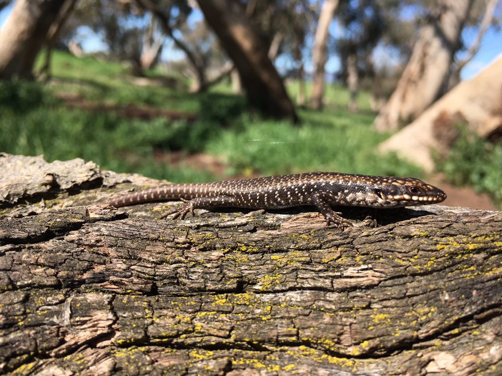 davidgregsmith's tweet photo. Nother day nother Delma. Also lots of Crevice Skinks (Egernia striolata) and Marbled Geckos (Christinus marmoratus) #NanangroeStudy https://t.co/xatucLhn9D