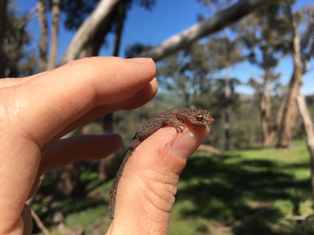 Nother day nother Delma. Also lots of Crevice Skinks (Egernia striolata) and Marbled Geckos (Christinus marmoratus) #NanangroeStudy