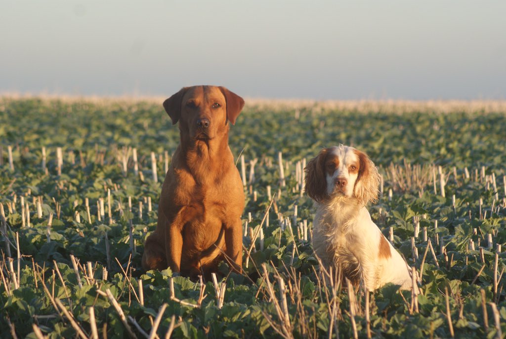SGundogs's tweet photo. Anticipation builds!!#labradors #cockerspaniels #northnorfolk https://t.co/YiW5WFlgZg