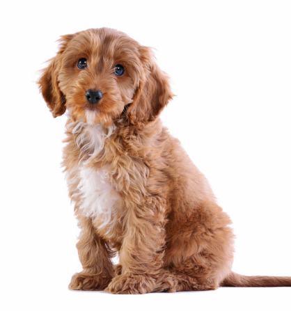 世界のワンちゃん図鑑 コッカープー アメリカン コッカー スパニエルと プードルのミックス とくにアメリカで大人気の犬種だそうです 人懐っこい性格の子が多いそうです T Co Wquoqqu6mc Twitter