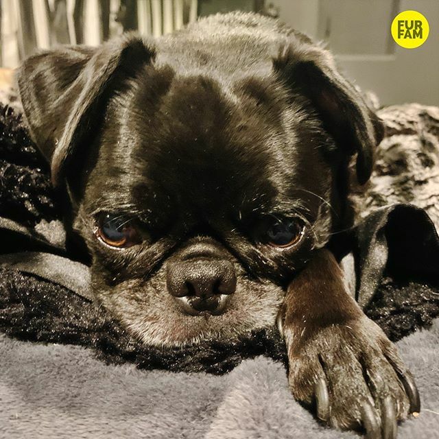 furfam's tweet photo. “Patiently waiting for snuggles” -Kubrick #snuggletime https://t.co/bemHPvu0ie