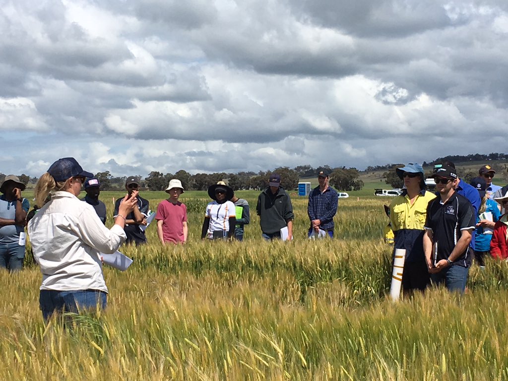 SJB_Ag's tweet photo. 2nd stop Day 2 on #CurtinAgTour learning about frost susceptibility in wheat and barley - how to recognise frosted grain, running trials to manage seasonal variability, managing stubble load and more. Thanks @ben_biddulph and @bec_jenkinson https://t.co/XKGa1sRJV6