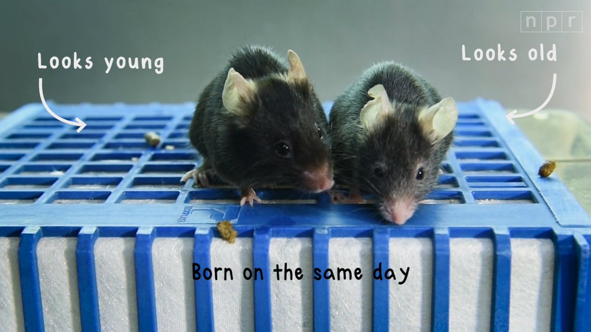 elisewho's tweet photo. This is wild. Geneticist @davidasinclair can accelerate and reverse the age of mice, by giving them a molecule that makes their cells read as if they're young again. I tried it (along w/an age reversal regimen from @PeterAttiaMD) for the latest #futurehu https://t.co/OyjrNGHWtn https://t.co/gvCwH66oST