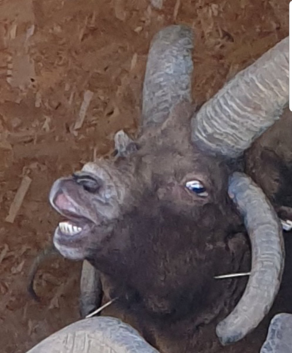 Education, the outdoors ... you name it. The twittersphere is rife with politics while I'm just out here doing a #goat photoshoot.