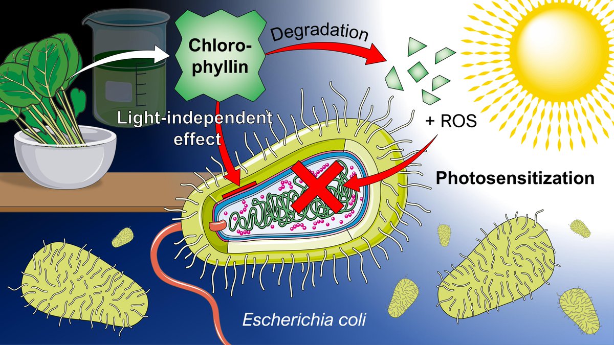 What an Escherichia coli Mutant Can Teach Us About the Antibacterial Effect...