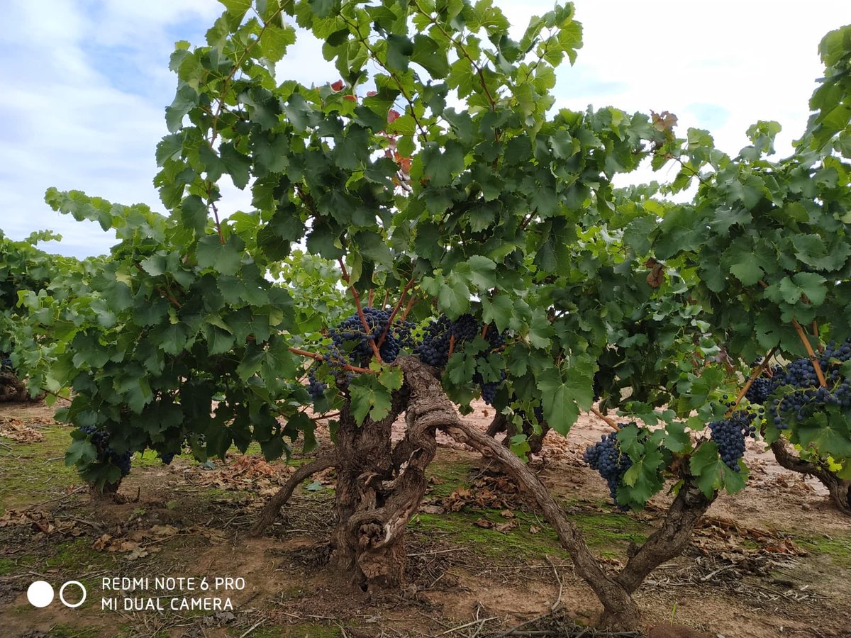 BDavidMoreno's tweet photo. Días previos al inicio de la Vendimia 2019. Así se encuentran las Garnachas centenarias de Badaran! 🍇
#BodegasDavidMoreno #vendimia2019 #harvest #campo #viñedo #viñedocentenario #viñedodealtura #badaran https://t.co/lPcpajP0sz