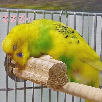 すじ母 A Twitter まいちゃんと言えば かじり木コーンをまくらに寝る姿 溶けて餅になってるw まいこ まいちゃん チーム虹の橋 寝姿 とろけるインコ いんこすたぐらむ セキセイインコ ふわもこ部 Budgerigar Parakeet Bird T Co 9mrob7d9bj すじ母 A Twitter まいちゃんと言えば かじり木コーンをまくらに寝る姿 溶けて餅になってるw まいこ まいちゃん チーム虹の橋 寝姿 とろけるインコ いんこすたぐらむ セキセイインコ ふわもこ部 Budgerigar Parakeet Bird T Co 9mrob7d9bj