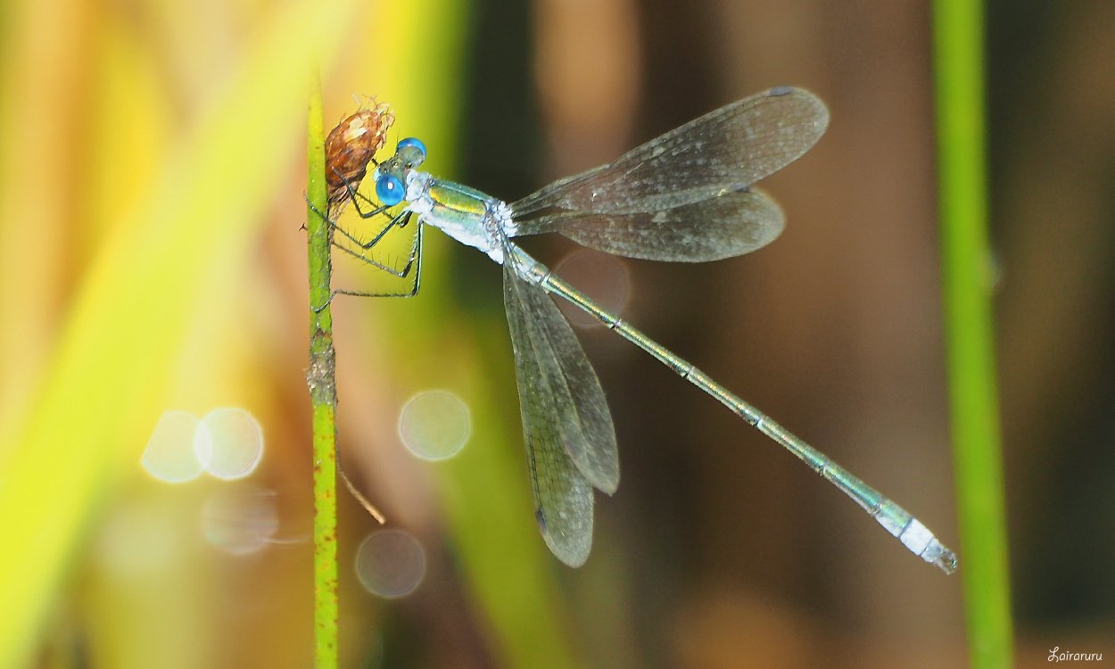 るる トンボのメガネは水色メガネ ブローチにしたい程の美しさ アオイトトンボ 妄想るるワールド T Co faxf8s9g Twitter