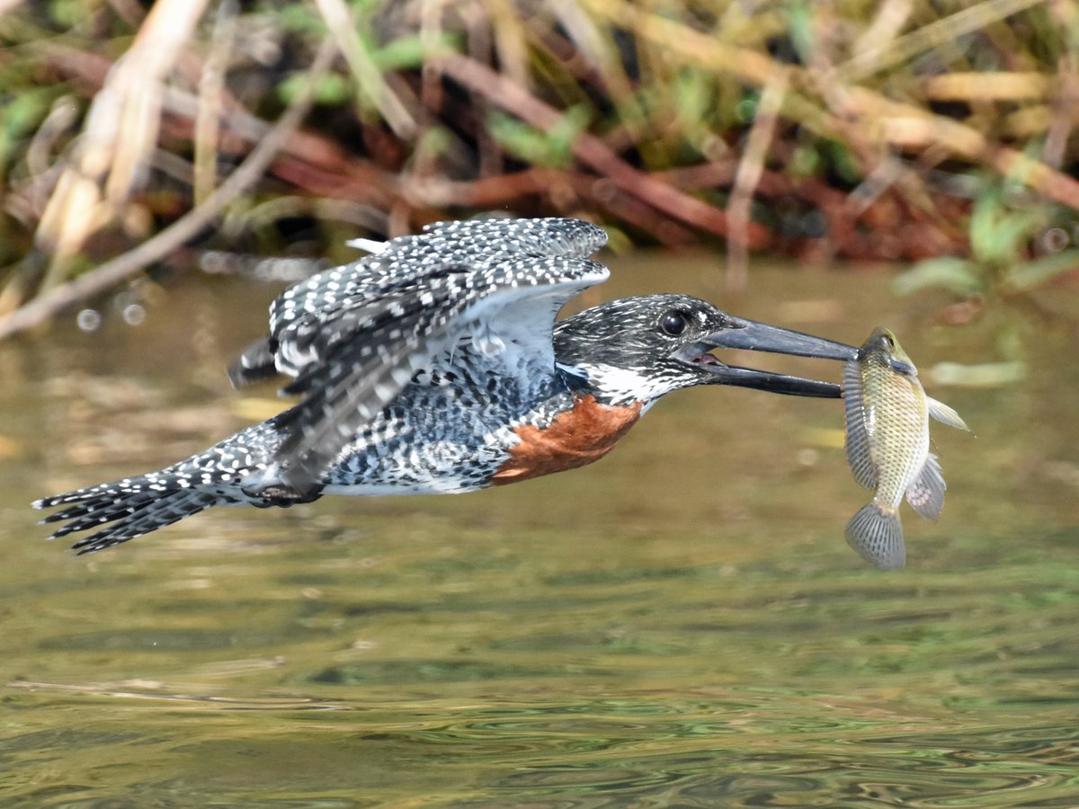 Ijsvogels fotograferen is echt een ware uitdaging. Ik moest er een stukje voor om, maar deze is gelukt! In Botswana vloog deze vlak langs de boot met een heerlijke buit. #reizen #natuurfotografie