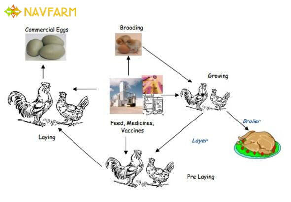prudence_IT's tweet photo. Navfarm Solution Helps In Managing The Supply Chain For Increase In Accuracy And Decreased Costs Of Your Farm.
#poultry #poultryfarm #backyardpoultry #poultryfarming #poultrylife #pasturedpoultry #poultrypose #poultryshow #WednesdayThoughts #poultryfarmer https://t.co/9PEb33ajbG https://t.co/ReEOcb4y8y