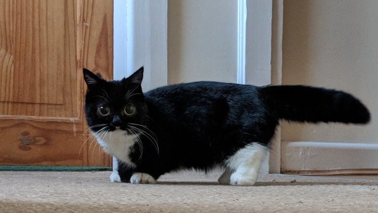 SmolHolly's tweet photo. My name is Holly! I am two years old and a dwarf kitty! I love fusses and exploring places I probably shouldn't. This is my Twitter for all of my adventures #cutecats
#CatsOfTwitter https://t.co/MSsKrSsgb1