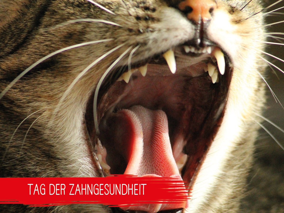 leckerchen24's tweet photo. Etwa 80% der Haustiere leiden unter Zahnproblemen. Die Folge ist Appetitlosigkeit bis hin zu Herz- oder Lebererkrankungen. Daher der Tipp vom Tierarzt: Schaut eurem Haustier öfter mal ins Maul und gebt ihm regelmäßig entsprechende Knabberprodukte.
https://t.co/Q9UybudX2y https://t.co/Assxs1Oqu7