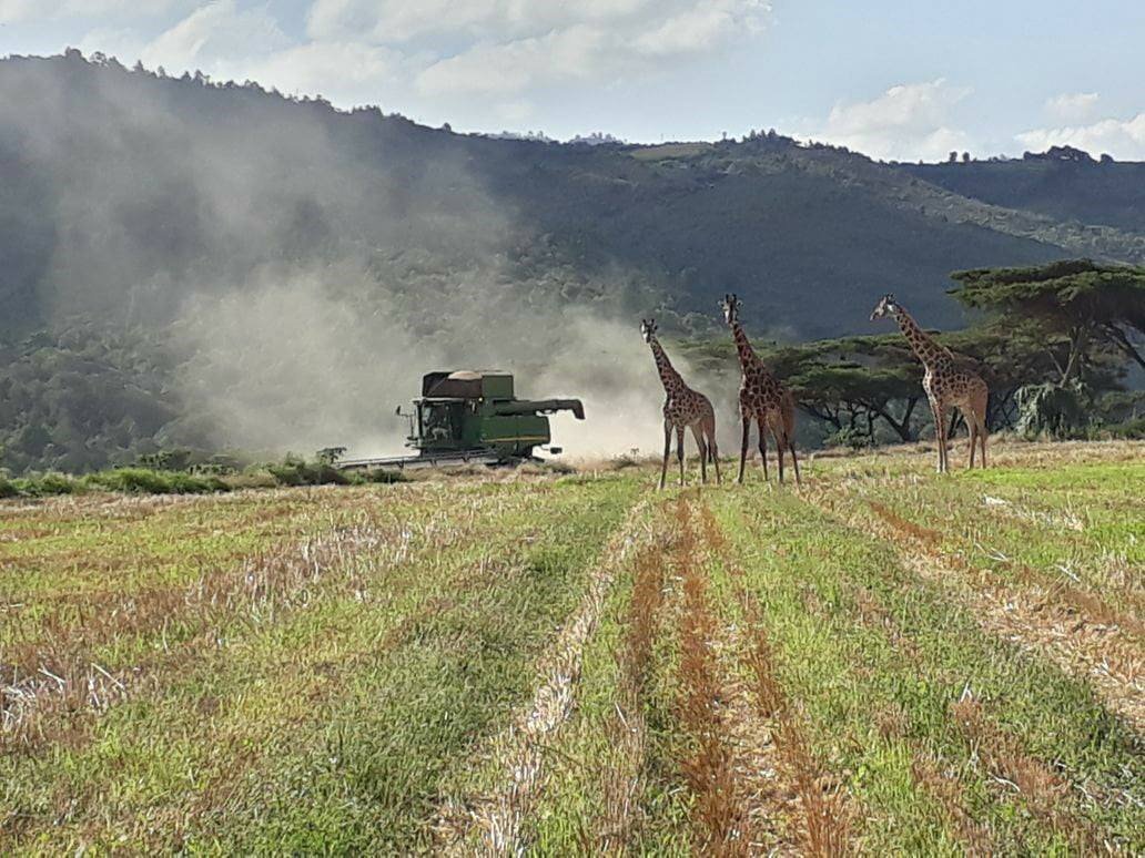 Cropnuts's tweet photo. Harvesting wheat with 3 giraffes in Laikipia, Kenya https://t.co/M2sh42FEgn