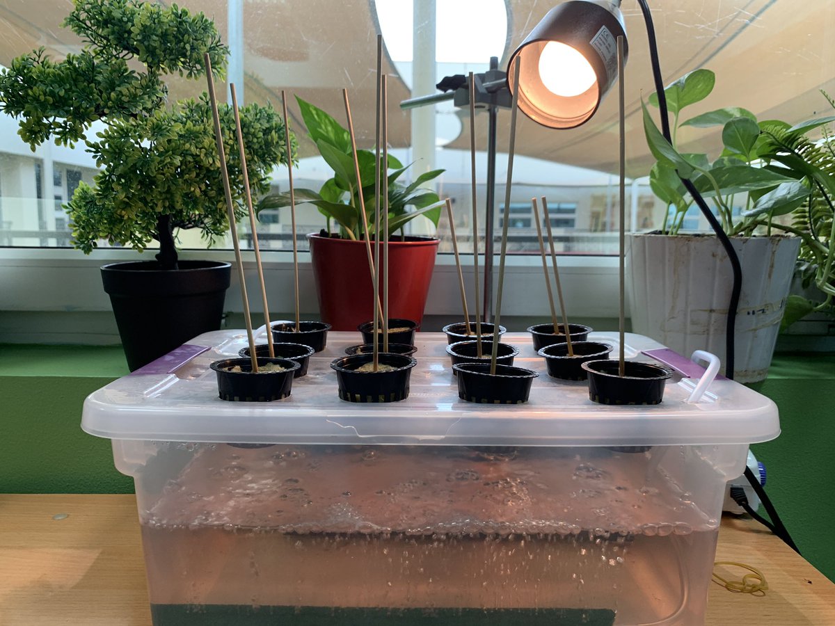 Hands-on learning about what plants need to grow through observation and questioning down in Year 4.
#pyp #scientists <a href="/DIA_Sciences/">Science | DIA Emirates Hills</a> <a href="/DIA_Year4/">Year 4 | DIA Emirates Hills</a>