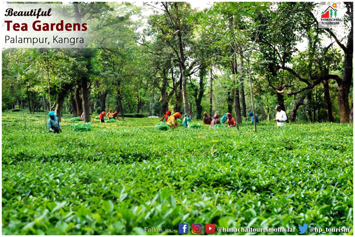 #KangraTeaGarden
Kangra is rightly known as the Tea Capital of Northern #India and is famous all across the country. The tea gardens of #Palampur are the perfect place to witness the vast tea gardens and the tea making process in great detail.
#HimachalTourismOfficial