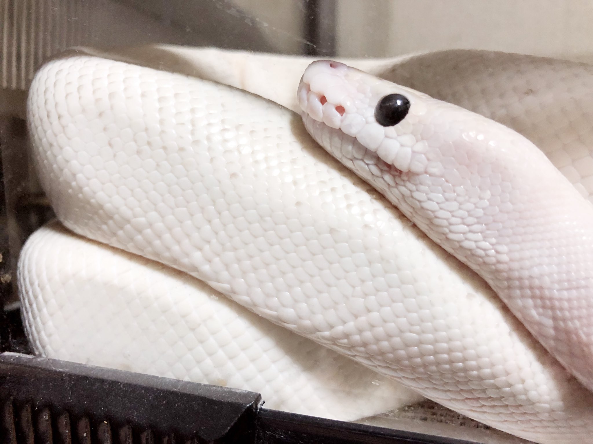 身巳 Mimi 限定グッズ販売中 ちなみに実物ボールパイソンはこちら 白柄ボールパイソン 蛇 女の使い魔おもち もちもち ふわふわ さらさら とってもなめらかで柔らかめな鱗の蛇です 4枚目はまだ小さかった頃のおもち 細い足にボールパイソン蛇