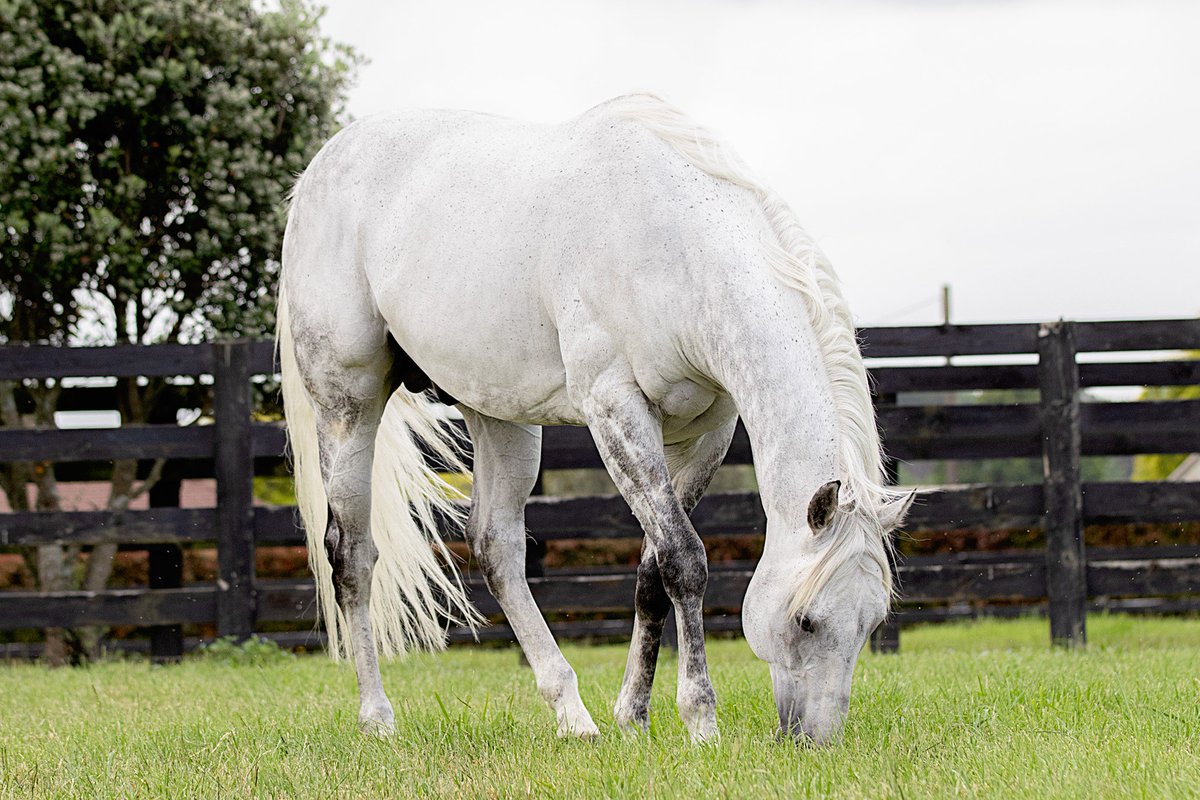 WestburyStud's tweet photo. Trans-Tasman double for #ReliableMan today as #GirlofSteel wins @TeRapaRacing and @GerryHarveyNZ bred #RomaniGirl comes from last to win for @cwallerracing @KPMcEvoy ......... #performancecounts https://t.co/QkSbHGLcf1
