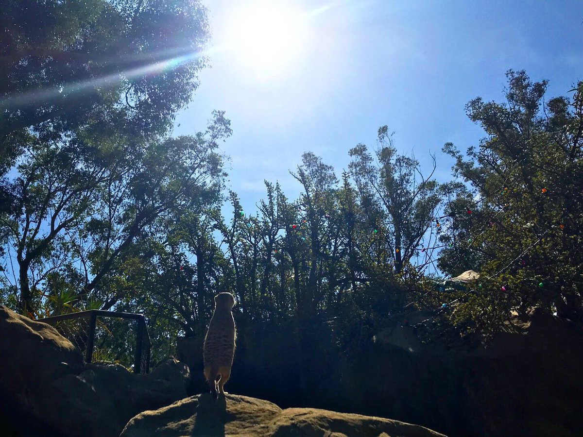 yickyotopet's tweet photo. 海外研修3日目!
午前はロサンゼルス動物園✍
午後はブリーディング施設『ALL DOGS RULE』にて、牧羊犬のお仕事見学🐑🐕
学生たちは日差しすら楽しんでいます☀��♪
#YIC #YIC京都 #YIC京都ペット総合専門学校 #ペット総合科 #動物看護科 #アメリカ #America #LosAngelesZOO #alldogsrule https://t.co/UtTRV15xBh