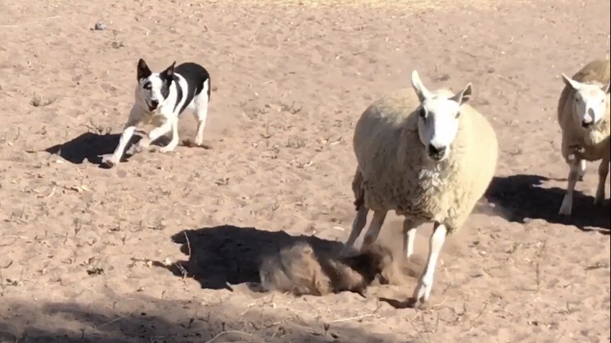 yickyotopet's tweet photo. 海外研修3日目!
午前はロサンゼルス動物園✍
午後はブリーディング施設『ALL DOGS RULE』にて、牧羊犬のお仕事見学🐑🐕
学生たちは日差しすら楽しんでいます☀��♪
#YIC #YIC京都 #YIC京都ペット総合専門学校 #ペット総合科 #動物看護科 #アメリカ #America #LosAngelesZOO #alldogsrule https://t.co/UtTRV15xBh