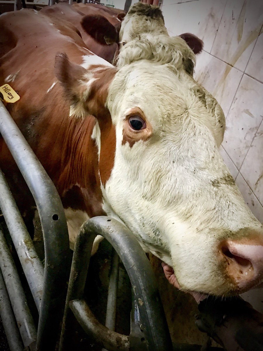 fuxmux's tweet photo. Das ist Hillary, unwahrscheinlich gutmütig und ruhig. Vor wenigen Tagen bekam sie ihr erstes Kalb — selbst beim ersten Mal im Melkstand mit Melkzeug hob sie nicht mal eine Augenbraue. ABER: Wenn sie was nicht möchte, dann ist sie ein sehr sturer Dickschädel. #CowOfTheWeek https://t.co/ddeHjiDM08
