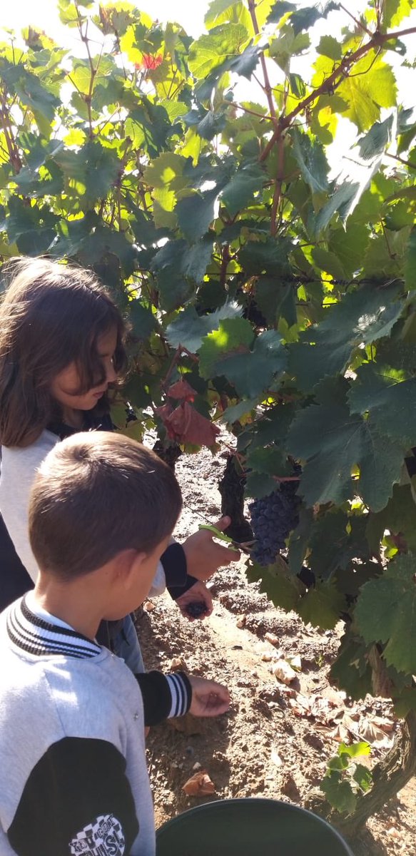 Clôture en beauté des vendanges 2019, et matinée pédagogique autour des bienfaits de la culture bio  avec de jeunes élèves de <a href="/villedhyeres/">Ville d'Hyères</a>  
#provence #leoube #bio #vendanges