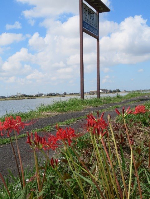 お彼岸に咲かないヒガンバナ Limnology 水から環境を考える