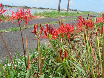 お彼岸に咲かないヒガンバナ Limnology 水から環境を考える