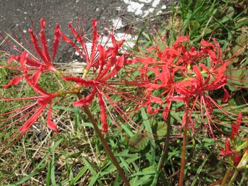 お彼岸に咲かないヒガンバナ Limnology 水から環境を考える