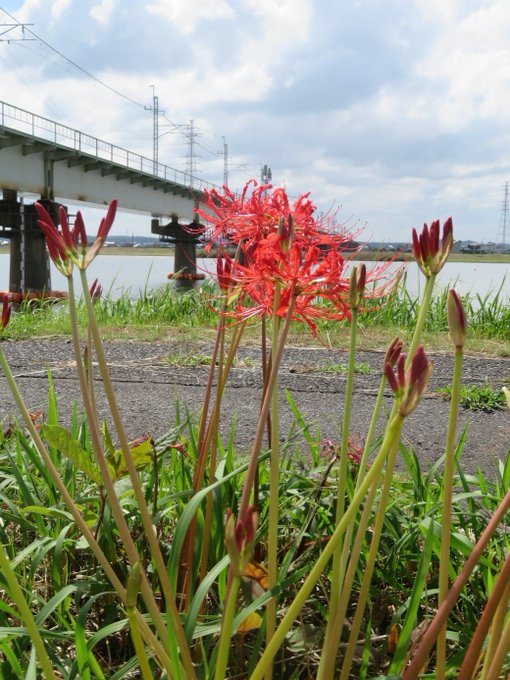 お彼岸に咲かないヒガンバナ Limnology 水から環境を考える